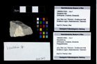 Foto (Objekt + Etikett) von Discutiolira sp.  (NHMW-GEO-1990-0041-2955)